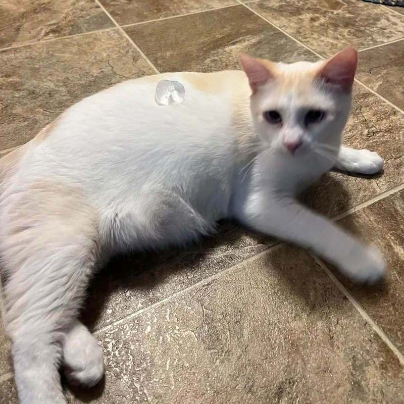 Cheeto C thumbnail 4