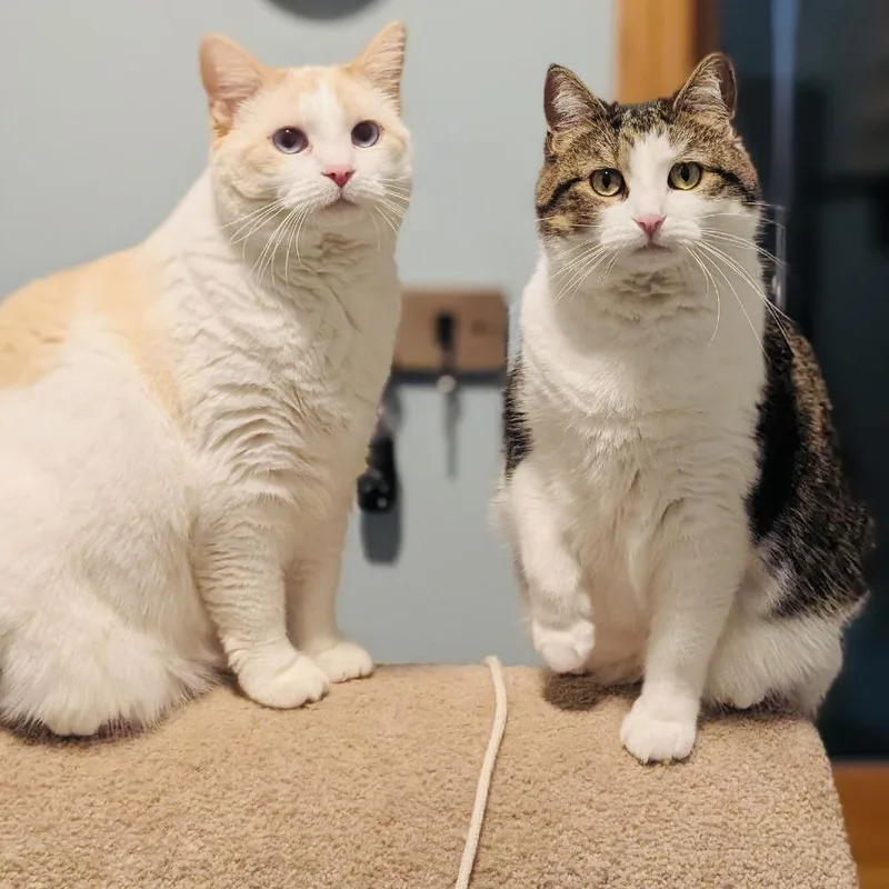 Cheeto C thumbnail 5