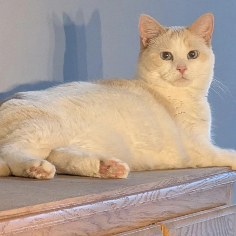 Cheeto C thumbnail 6