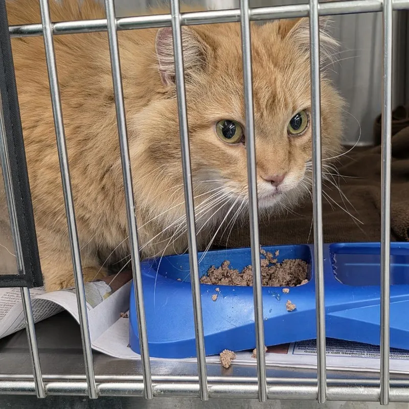 Cletus C thumbnail 2