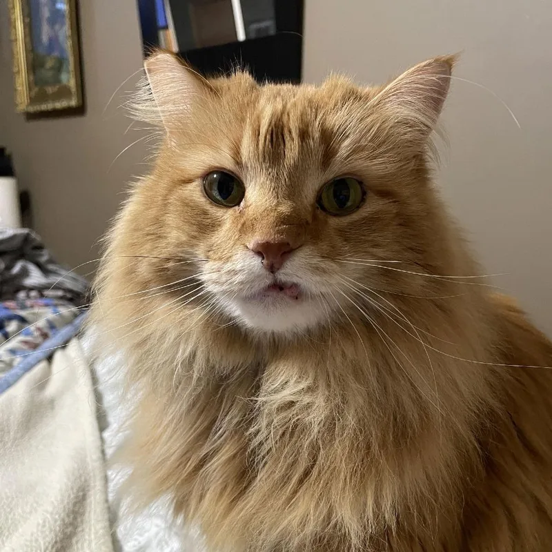 Cletus C thumbnail 3