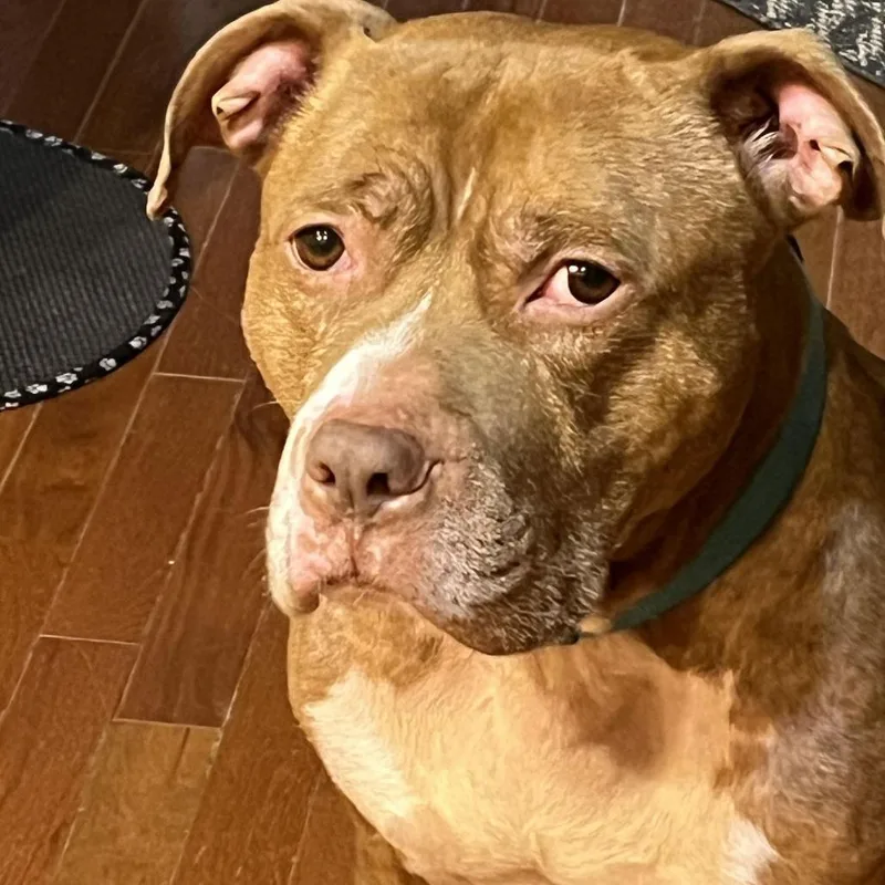 Coco Ross D thumbnail 2