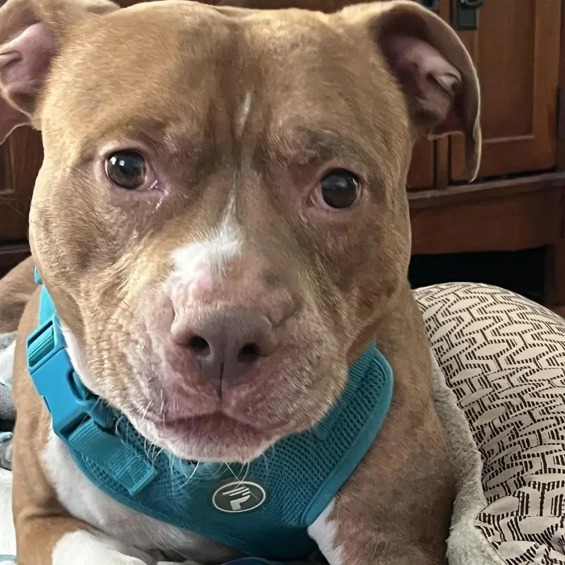 Coco Ross D thumbnail 3