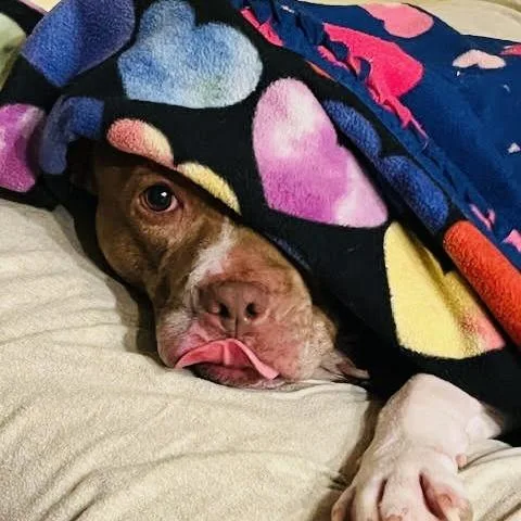 Coco Ross D thumbnail 4