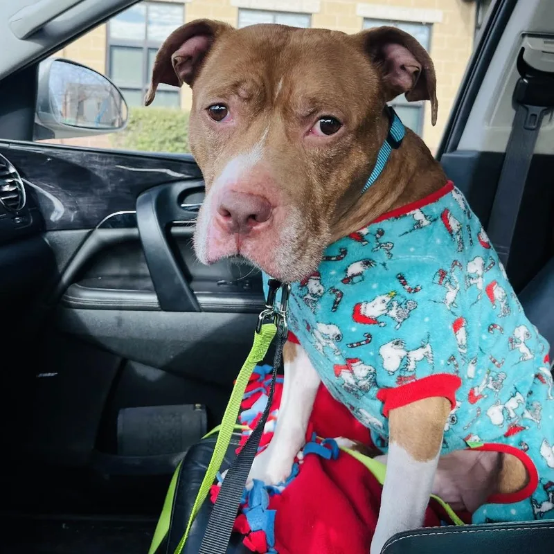 Coco Ross D thumbnail 5