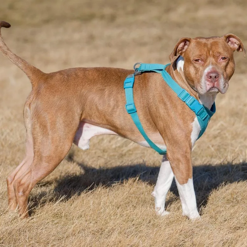 Coco Ross D thumbnail 6