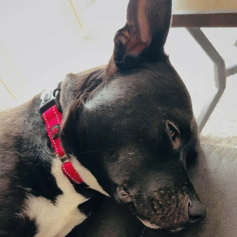 Jupiter D thumbnail 6