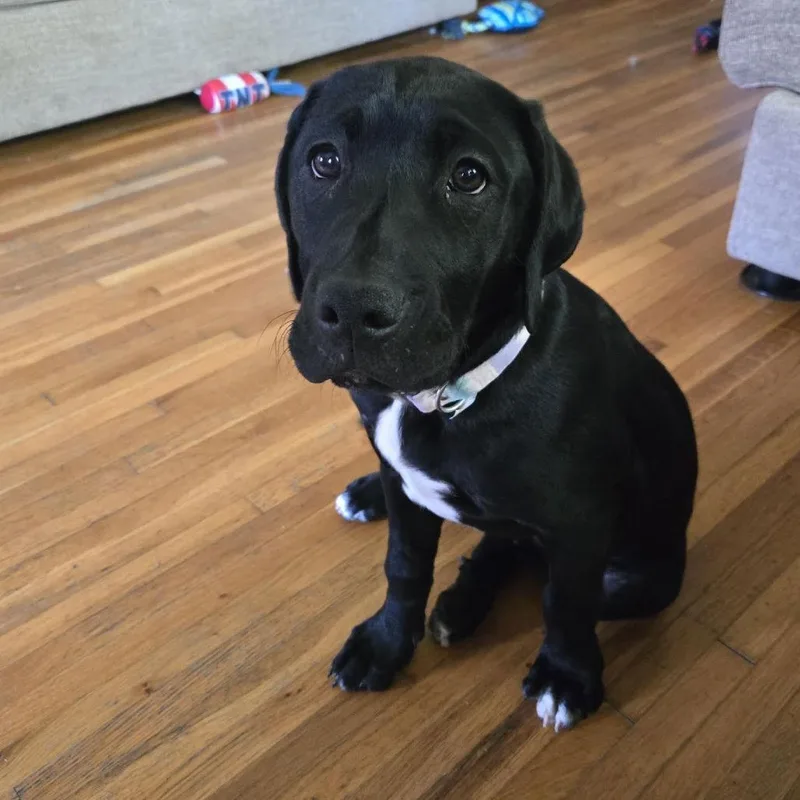 Kismet D thumbnail 2