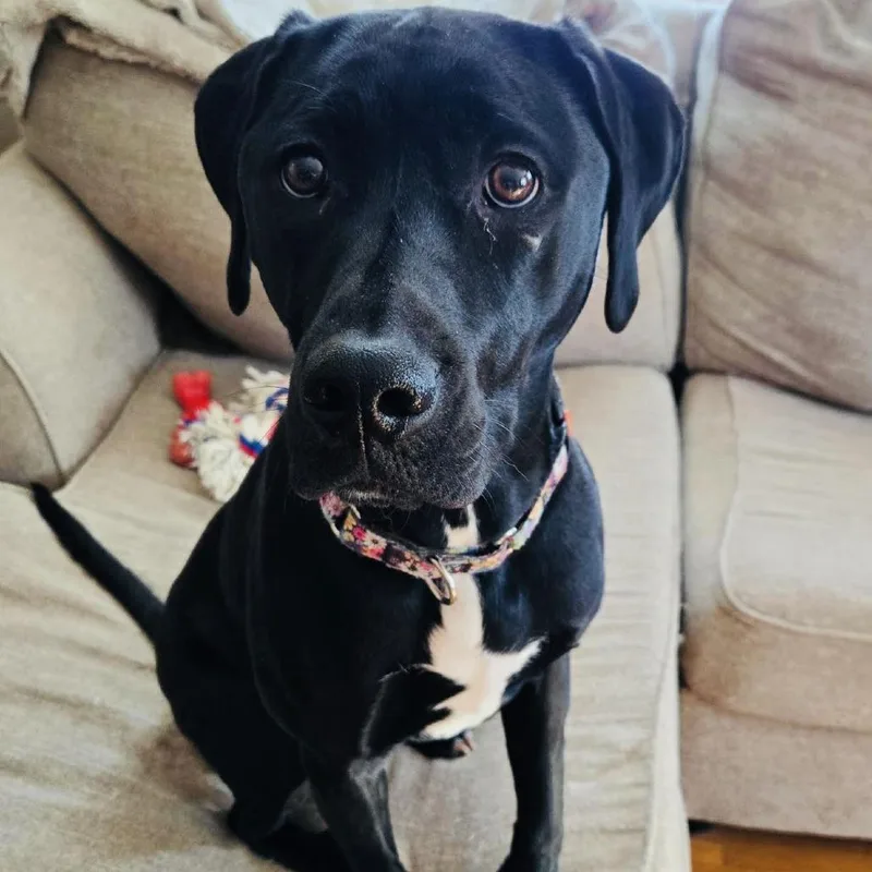 Kismet D thumbnail 3