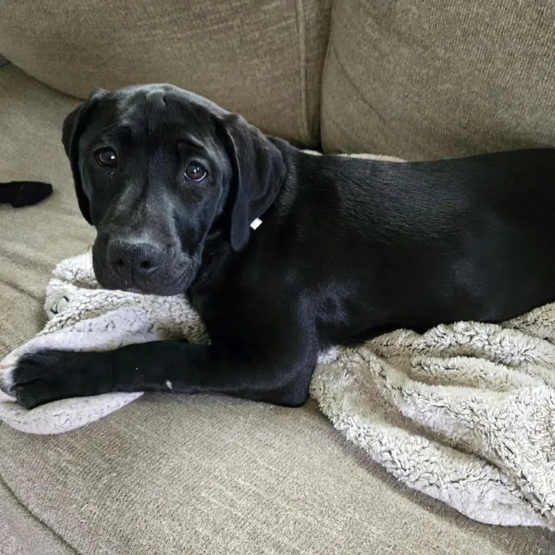 Kismet D thumbnail 5