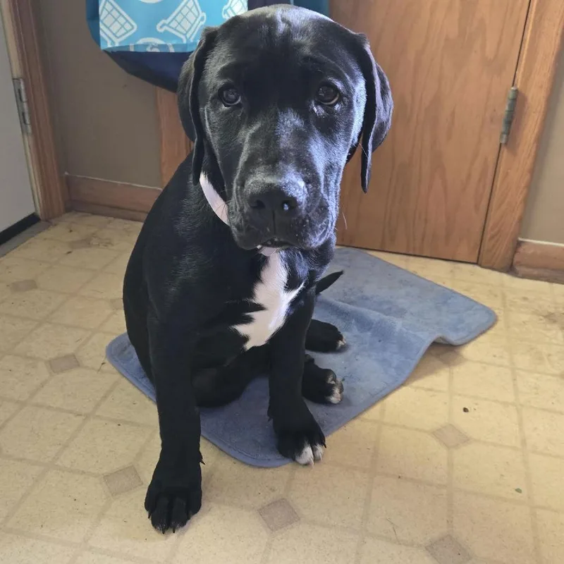 Kismet D thumbnail 6