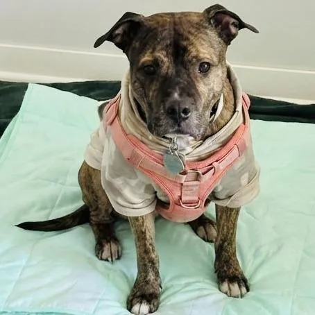 Princess D thumbnail 2