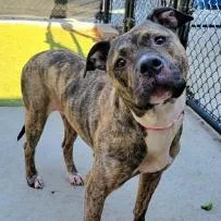 Princess D thumbnail 3