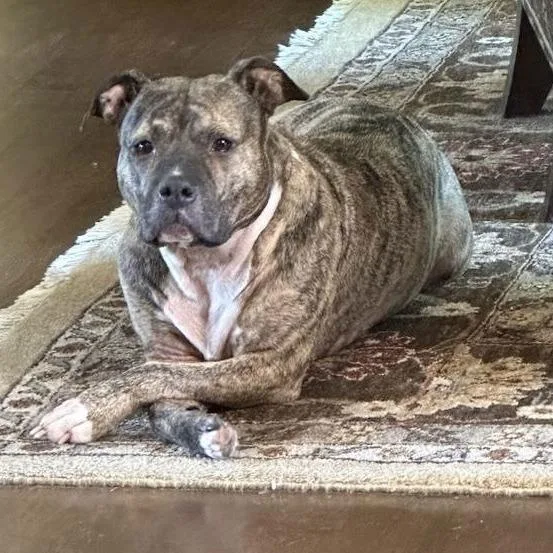 Princess D thumbnail 4