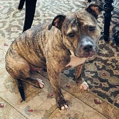 Princess D thumbnail 5