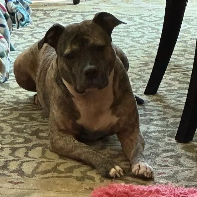 Princess D thumbnail 6