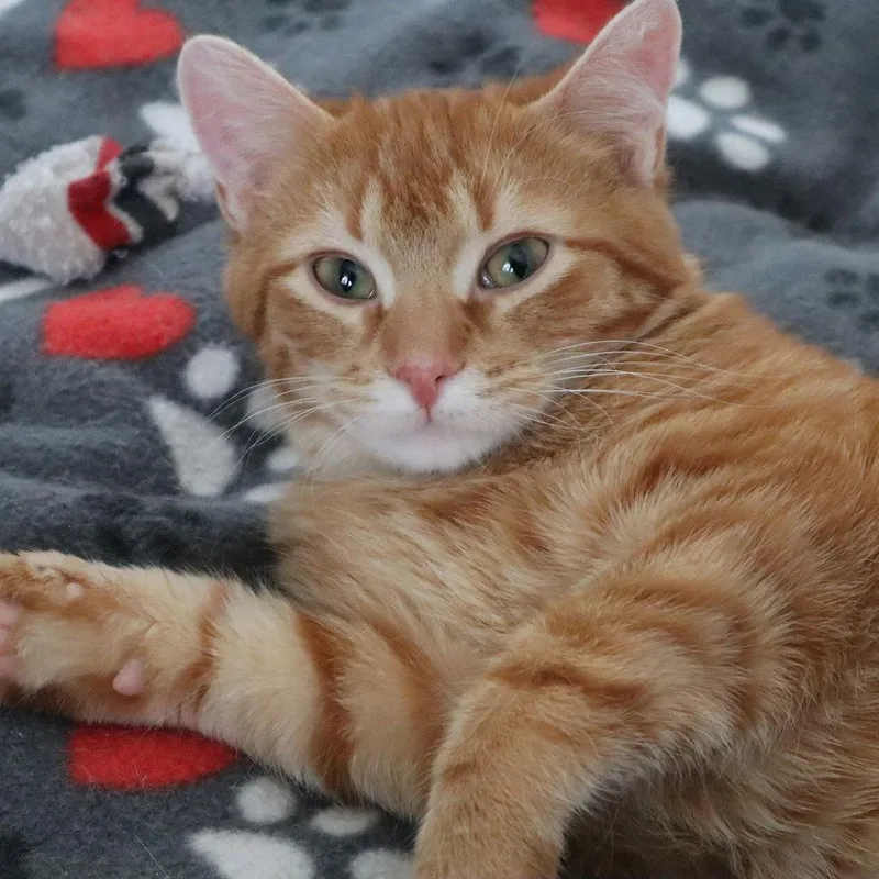 Pumpkin C thumbnail 2