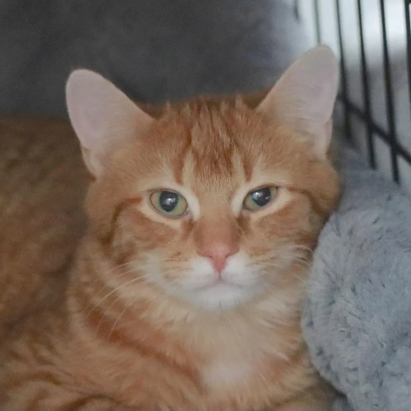 Pumpkin C thumbnail 4