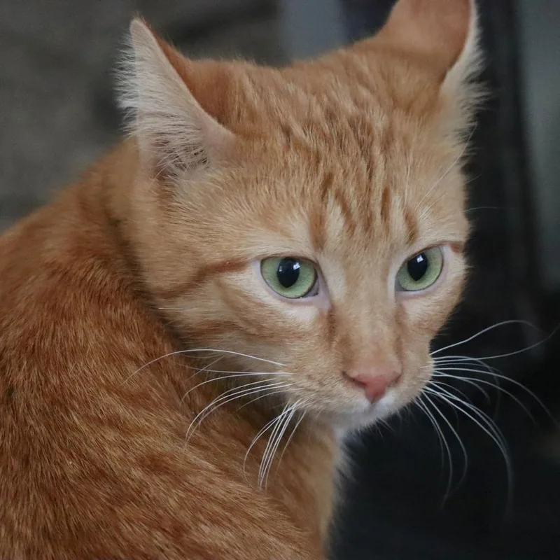 Pumpkin C thumbnail 5