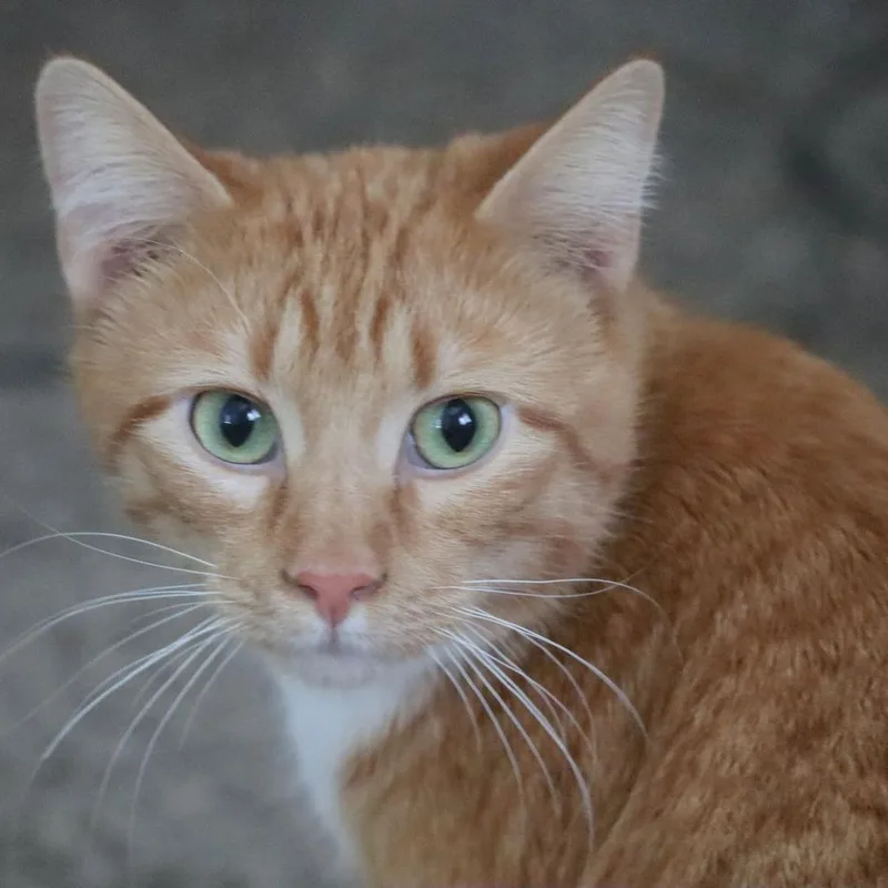 Pumpkin C thumbnail 6