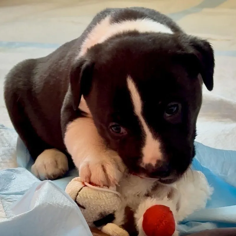 Puppy Pebbles D thumbnail 2