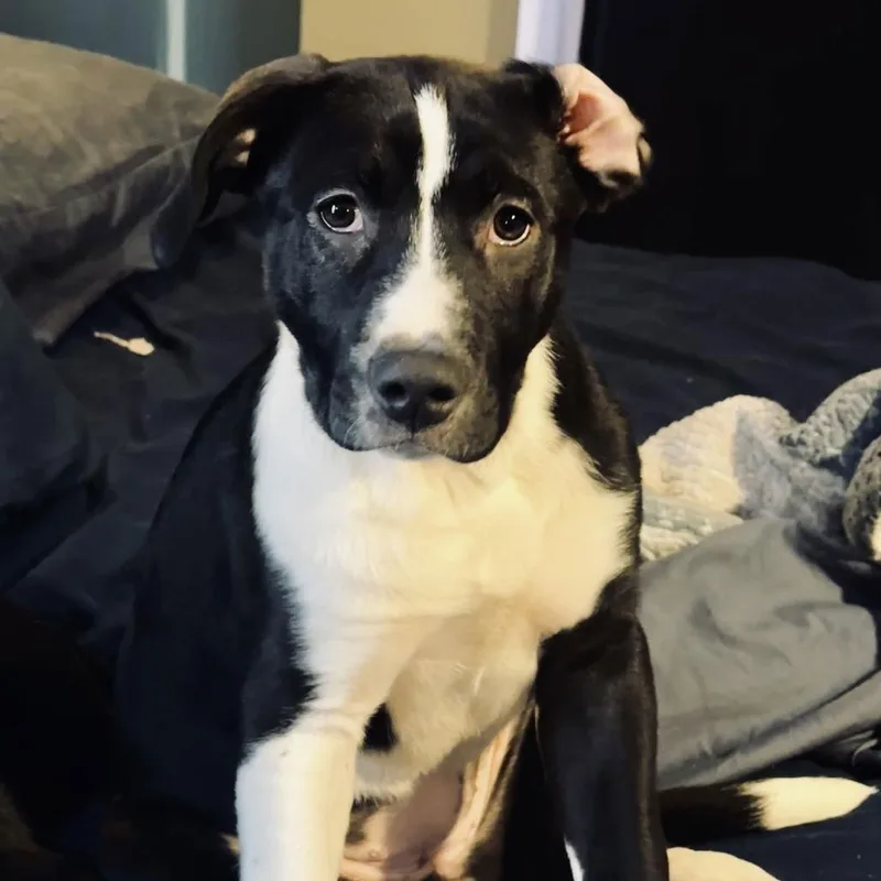 Puppy Pebbles D thumbnail 3