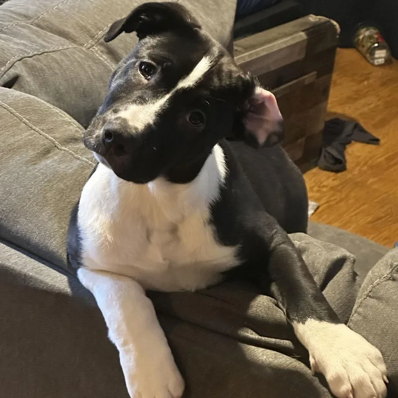 Puppy Pebbles D thumbnail 4