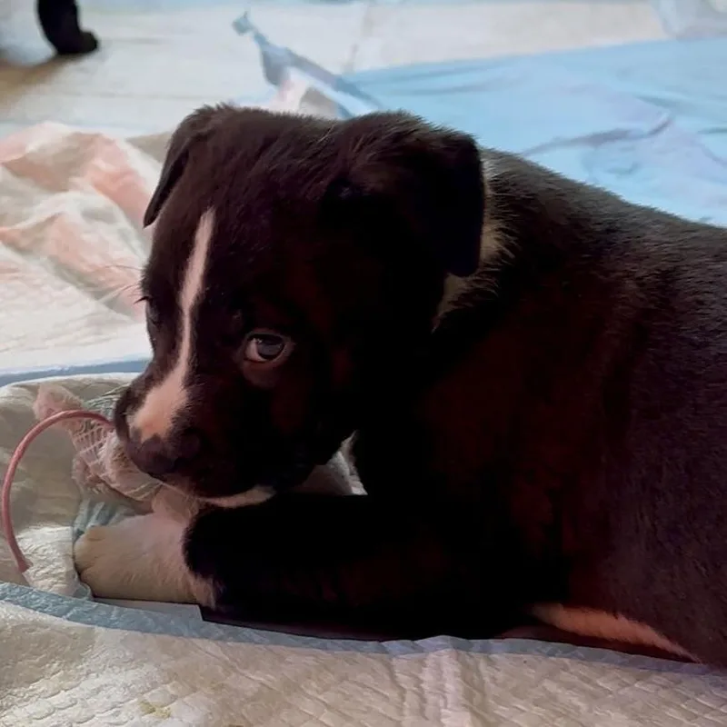 Puppy Pebbles D thumbnail 5