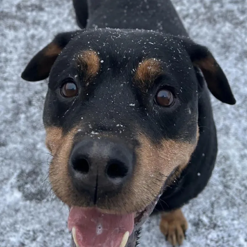 Queenie D thumbnail 2