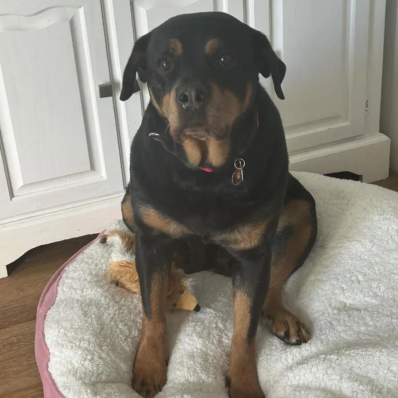 Queenie D thumbnail 3