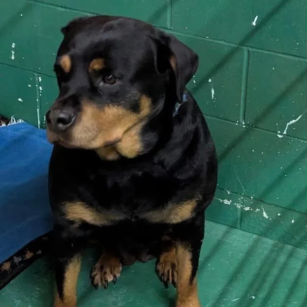 Queenie D thumbnail 5