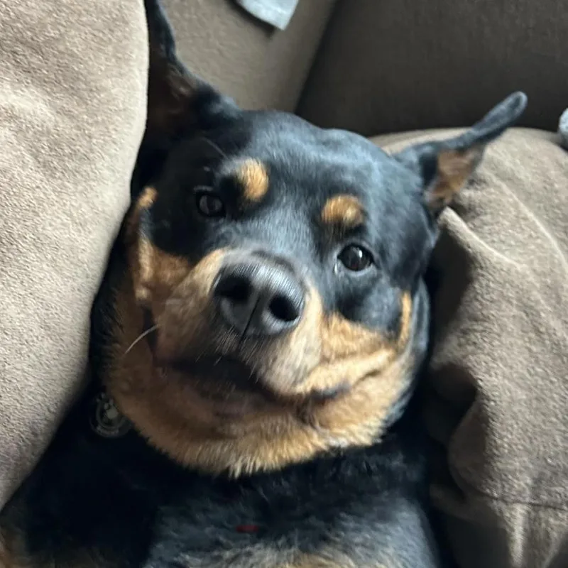 Queenie D thumbnail 6