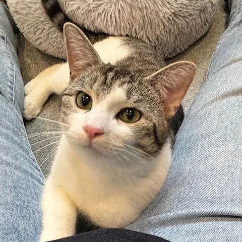 Raphael C thumbnail 2