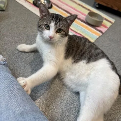 Raphael C thumbnail 3