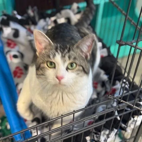 Raphael C thumbnail 4