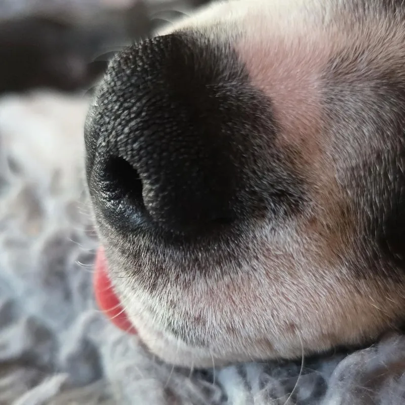 Squeak D thumbnail 4