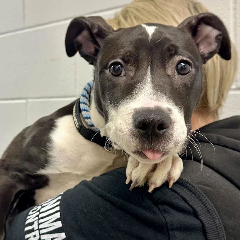 Squeak D thumbnail 5