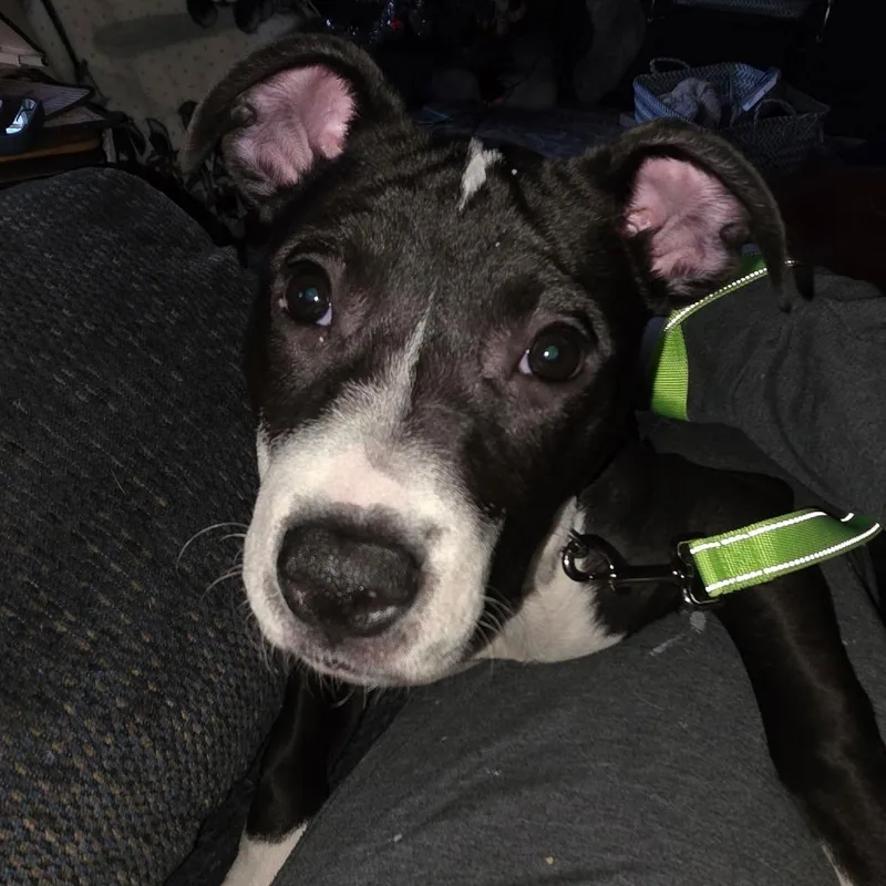 Squeak D thumbnail 6