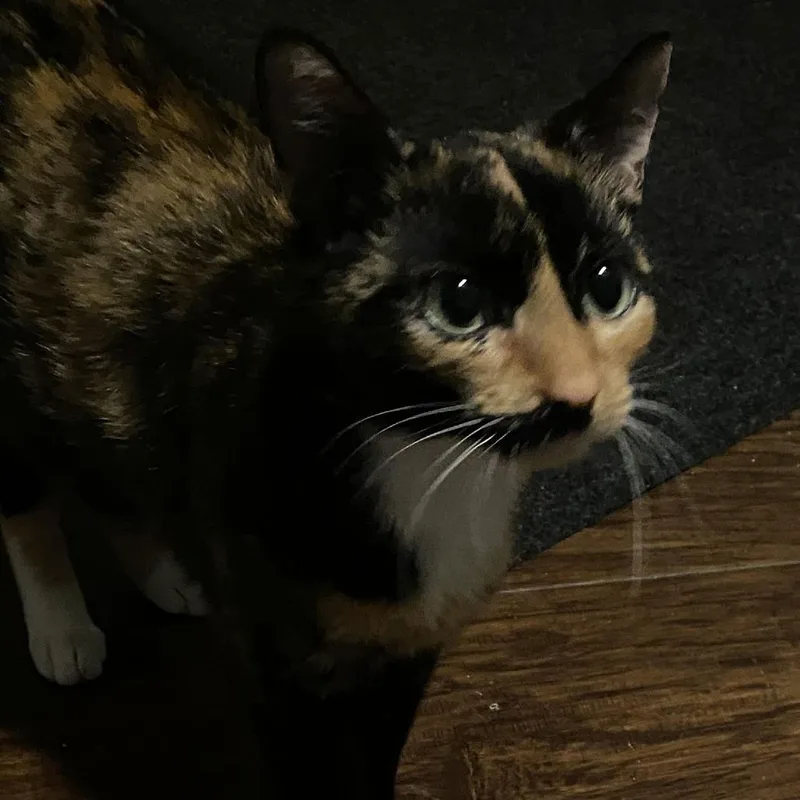 Petunia C thumbnail 2