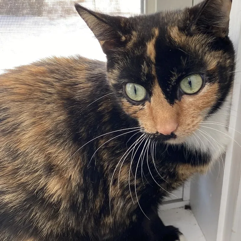 Petunia C thumbnail 4