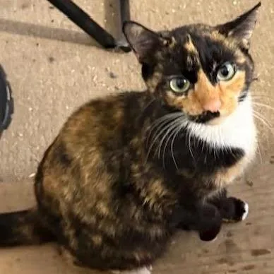 Petunia C thumbnail 5