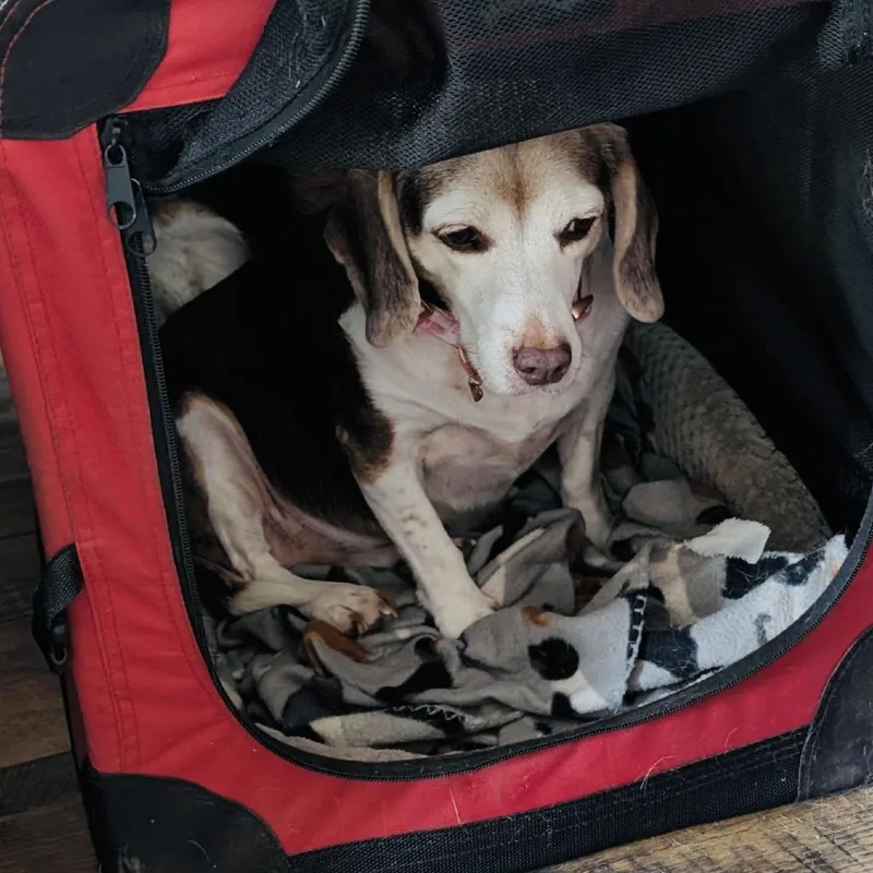 Rosette D thumbnail 2