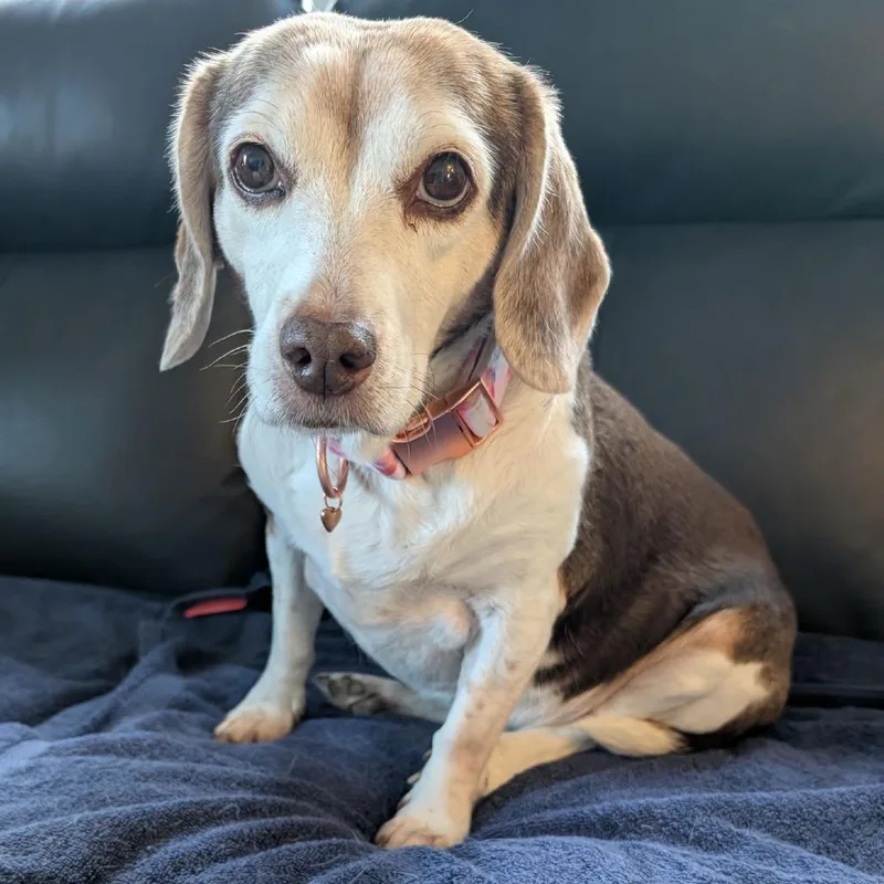 Rosette D thumbnail 4