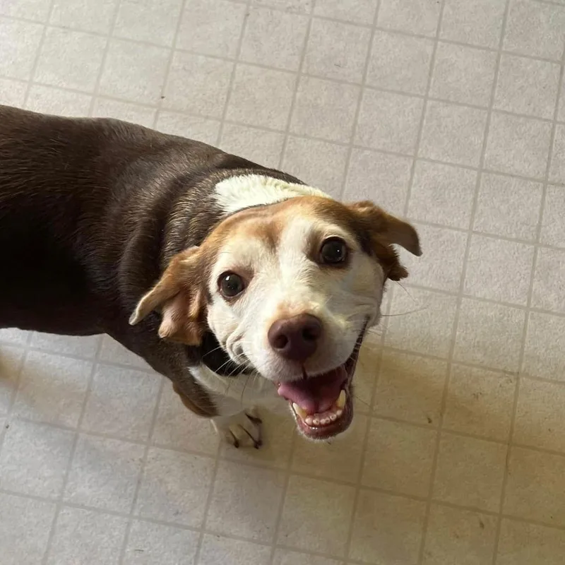 Rosette D thumbnail 5