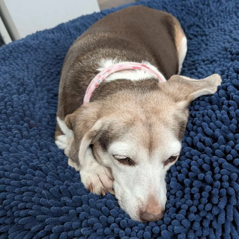 Rosette D thumbnail 6