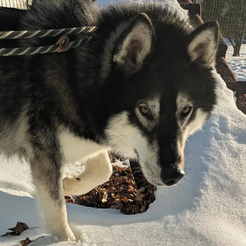 Mount Everest D thumbnail 2