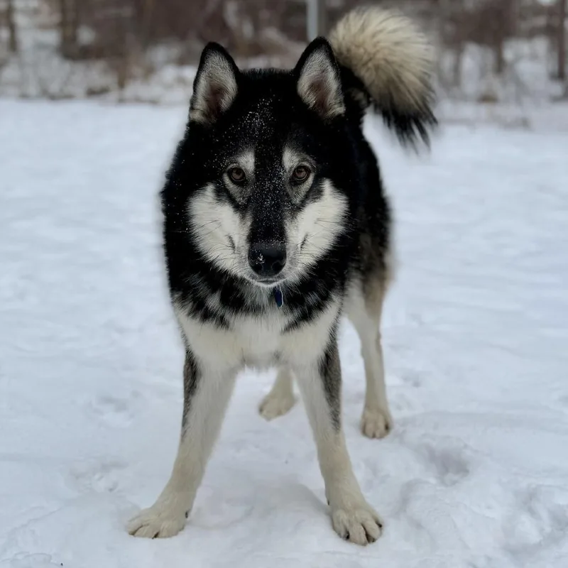 Mount Everest D thumbnail 4