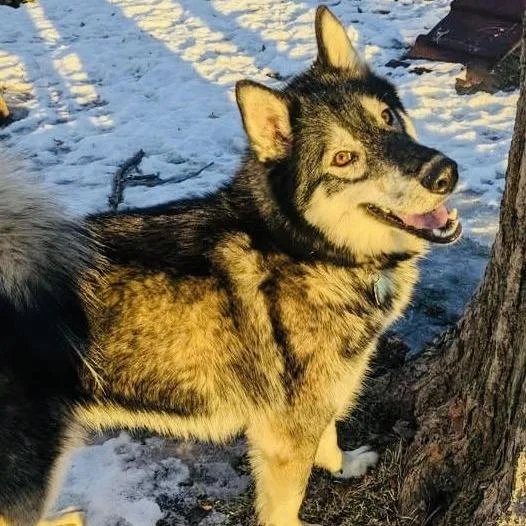 Mount Everest D thumbnail 5