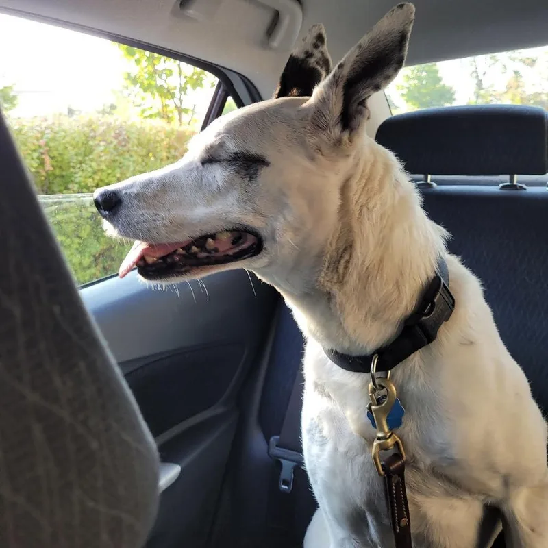 Mrs. Moose D thumbnail 2