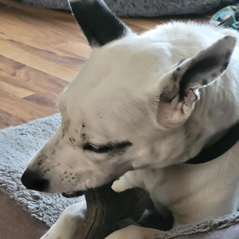 Mrs. Moose D thumbnail 3